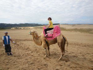 Tottori camels