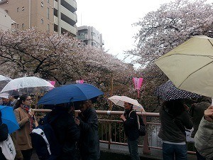 Tokyo hanami party
