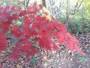 Sapporo autumn colour